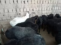 مینڈھا, Rhon sheep — تصویر 2