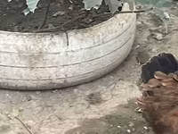 برہما — تصویر 7