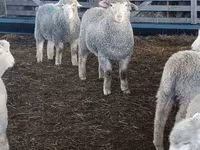 بھیڑ, Kuibyshev sheep — تصویر 2