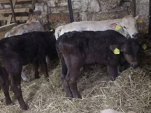 سانڈ, Simmental cattle