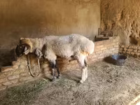 مینڈھا, Rhon sheep — تصویر 5
