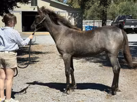 گھوڑی, Rocky Mountain Horse — تصویر 3