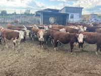 گائے, Swiss cattle — تصویر 4