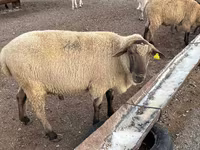 مینڈھا, Hampshire sheep — تصویر 1