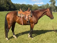 گھوڑی, Quarter Horse — تصویر 1