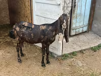 بکری, Kamori goats — تصویر 6