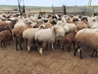 بھیڑ, Katum sheep — تصویر 7
