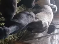 مینڈھا, Rhon sheep — تصویر 3