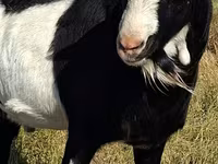 Billy Goat, LaMancha goats — photo 4