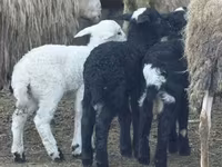 بھیڑ, Katum sheep — تصویر 2