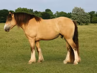 گھوڑا, Gypsy horse — تصویر 1