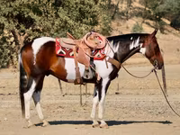 گھوڑا, National Show Horse — تصویر 4