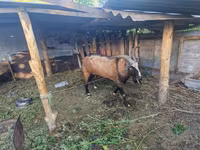 بکرا, LaMancha goats — تصویر 2