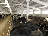 گائے, Yaroslavl cattle — تصویر 7