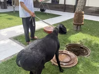 مینڈھا, بھیڑیں — تصویر 2