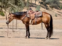 گھوڑا, Quarter Horse — تصویر 5