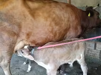 Cow, Red Estonian cattle — photo 4