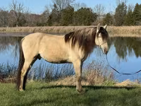 گھوڑا, Rocky Mountain Horse — تصویر 8
