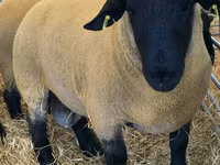 مینڈھا, Dorper sheep — تصویر 1