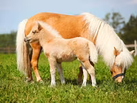 گھوڑا, American shetland pony — تصویر 2