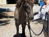 گھوڑی, Rocky Mountain Horse — تصویر 4