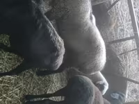 مینڈھا, Rhon sheep — تصویر 2