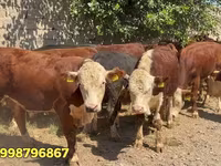 سانڈ, سرخ بیلاروسی گائے — تصویر 1