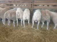 بھیڑ, Baerchuke sheep — تصویر 1