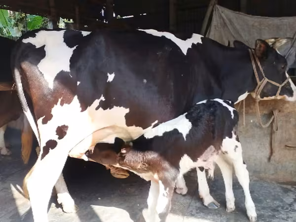 Cow, Holstein breed