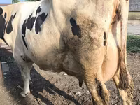 گائے, Swiss cattle — تصویر 4