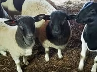 مینڈھا, Dorper sheep — تصویر 2