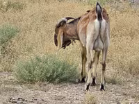 بکرا, Nubian Goat — تصویر 3