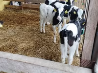 سانڈ, Swiss cattle — تصویر 7