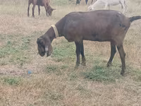 بکری, Nubian Goat — تصویر 2