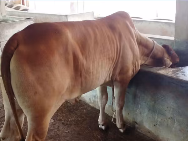 Cow, Buffalo