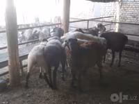 مینڈھا, Arabi sheep — تصویر 6
