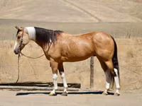 گھوڑی, Quarter Horse — تصویر 1