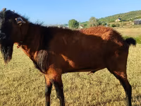 بکری, Saanen goat — تصویر 5