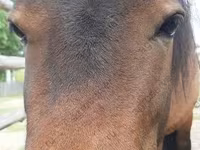گھوڑی, American shetland pony — تصویر 1