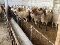 بھیڑ, Awassi sheep — تصویر 1