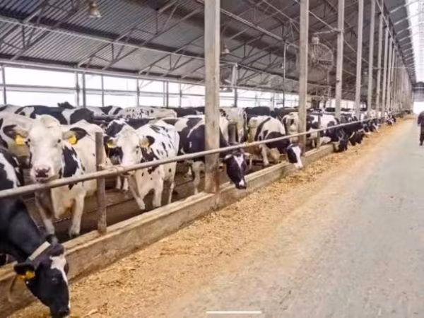 گائے, Swiss cattle