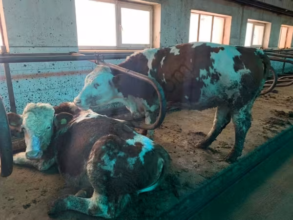 گائے, Simmental cattle