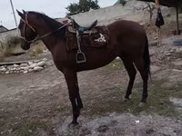 گھوڑا, Thoroughbred horse — تصویر 2
