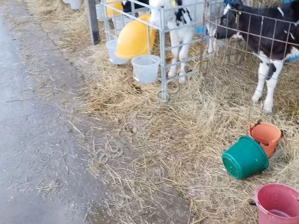 سانڈ, Swiss cattle