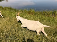 Goat, LaMancha goats — photo 3
