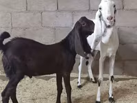 بکری, Kamori goats — تصویر 3