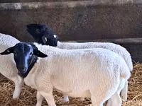 مینڈھا, Dorper sheep — تصویر 1