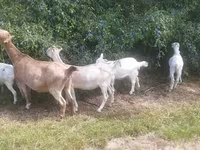 Goat, LaMancha goats — photo 3