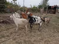 بکرا, Nubian Goat — تصویر 4