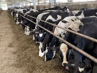 گائے, Yaroslavl cattle — تصویر 1